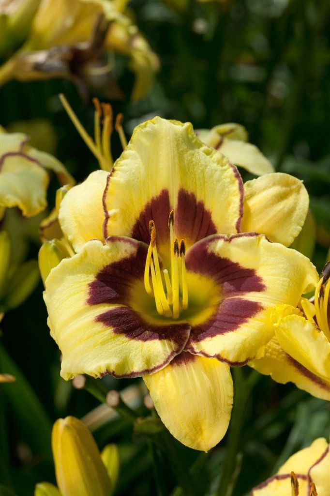 Hemerocallis x cult. 'El Desperado', Taglilie, gelb-rot, ca. 11x11 cm Topf