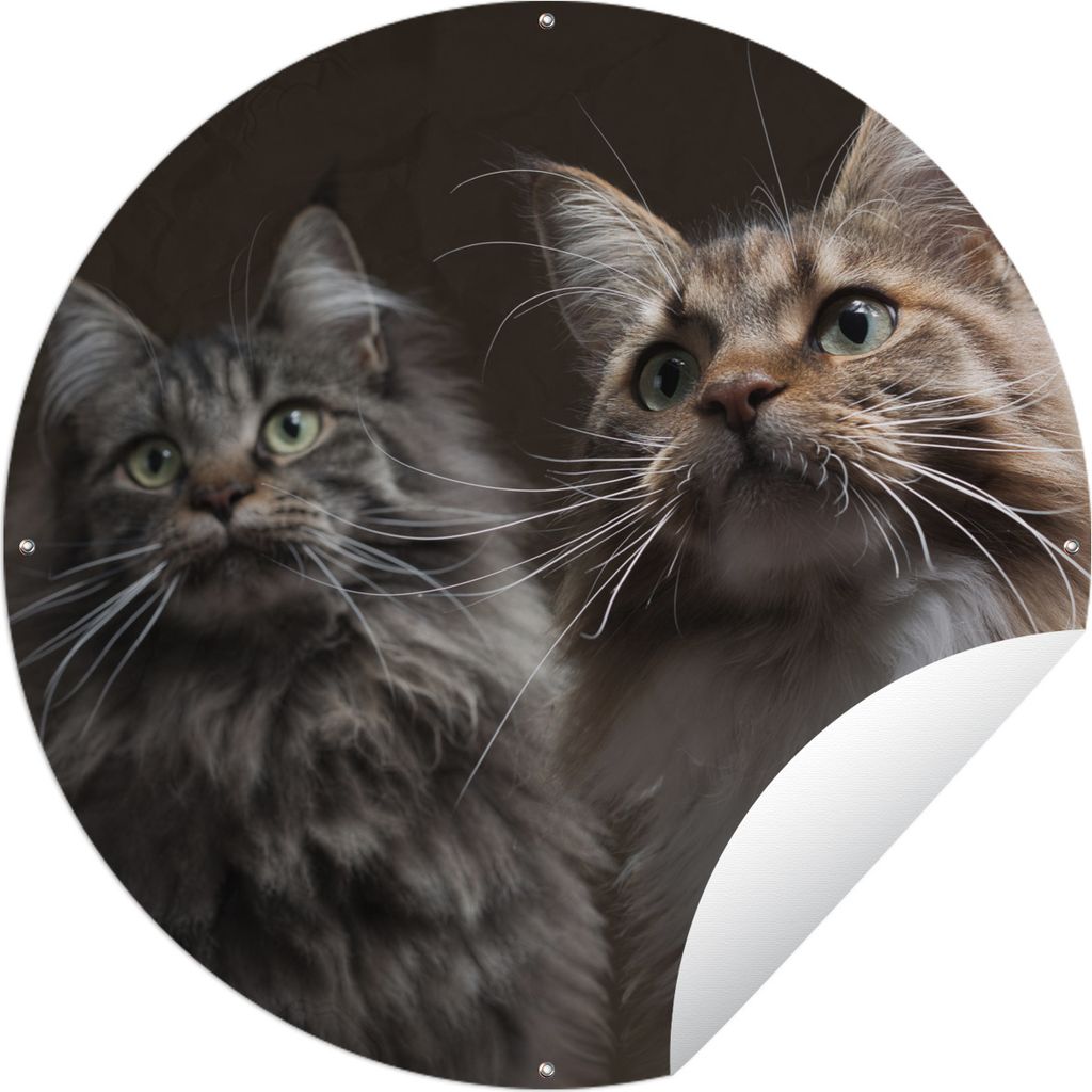 MuchoWow Gartenposter Outdoor-Poster Rund Zwei süße Maine Coon Katzen Ø 60 cm Gartendeko Rundes Poster draußen
