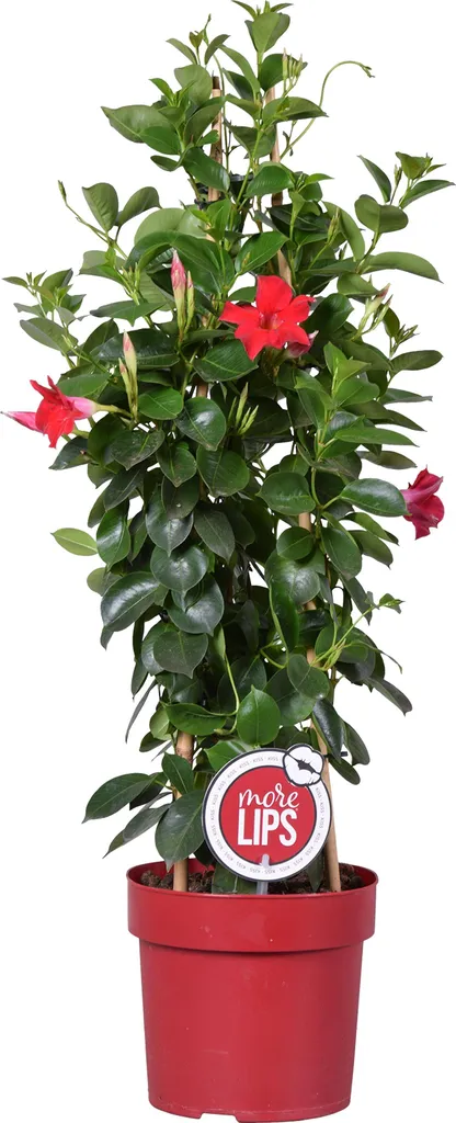 Jasmin du Chili Rouge Mandevilla pour Terrasse Ensoleillée - Pot 19 cm
