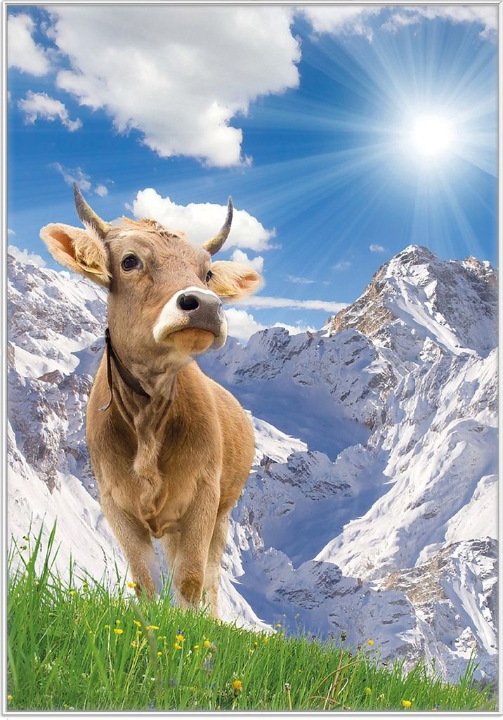 Wallario Wandbild Kuh im Sonnenschein in den Alpen, Größe: 70,30 x 100,30 cm, Poster mit weißem Kunststoffrahmen