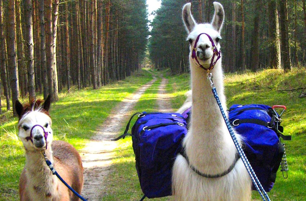 Jochen Schweizer Lama und Alpaka Tour Mittenwalde für 2; Erlebnis verschenken oder selbst erleben; Gutschein gültig für 2 Personen Gruppengrö...