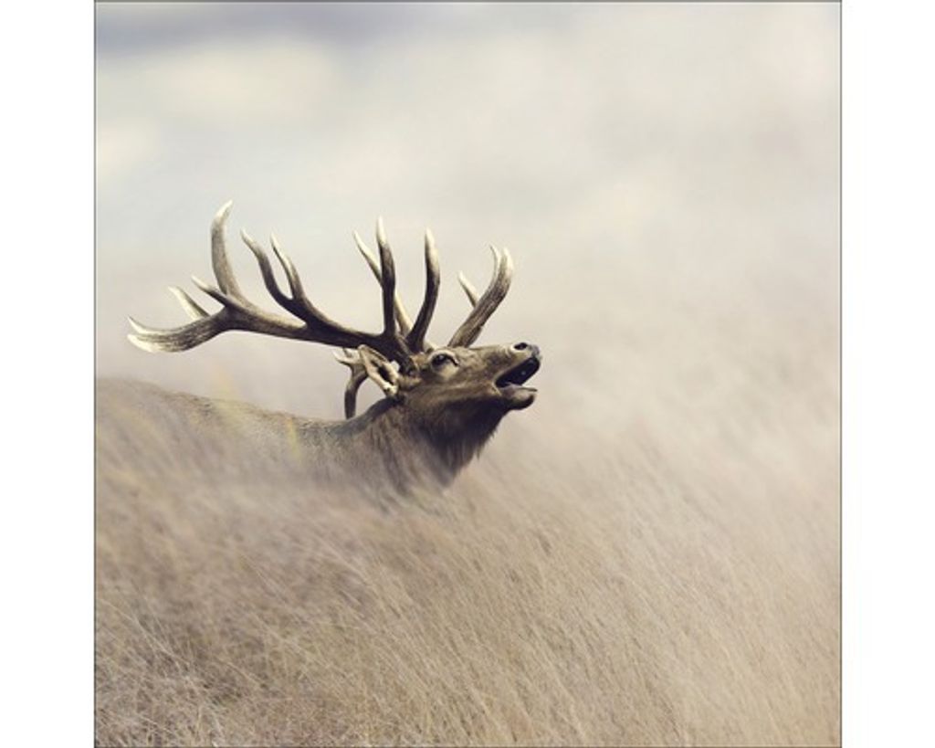 Glasbild Lonely Deer 30x30 cm