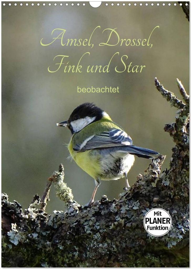 Amsel, Drossel, Fink und Star - beobachtet (Wandkalender 2026 DIN A3 hoch), CALVENDO Monatskalender