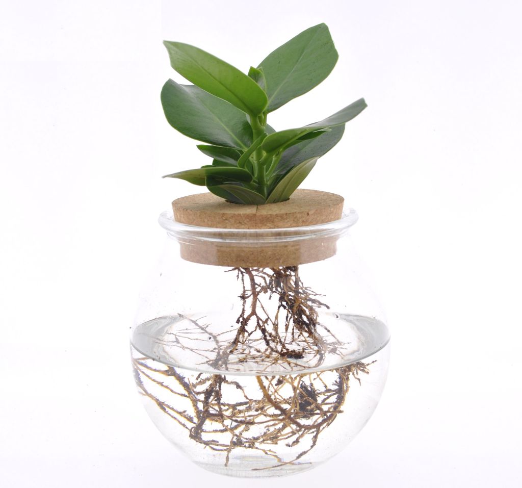 Plant in a Box Clusia im Glas Hydrokultur Kaufland.de