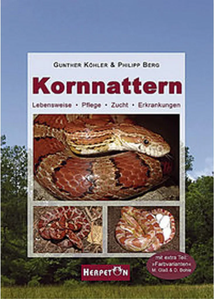Kornnatter serpent des blés aux couleurs intenses avec motifs variés