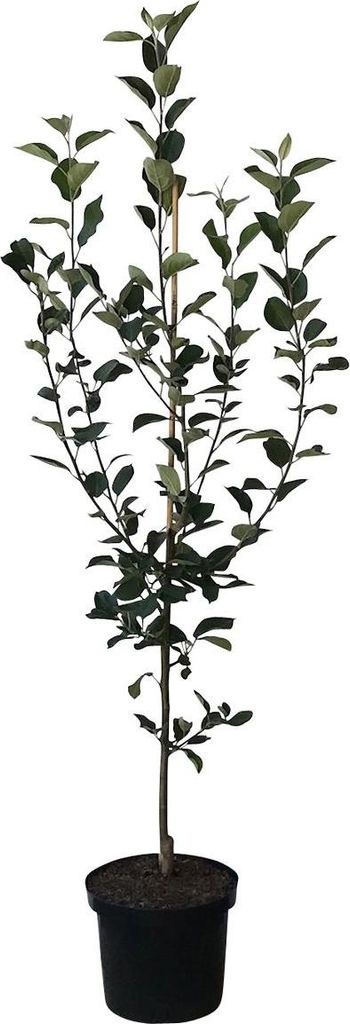 Topaz ® Apfelbaum - Buschbaum Topfballen (Versandzeit: Produktbild 