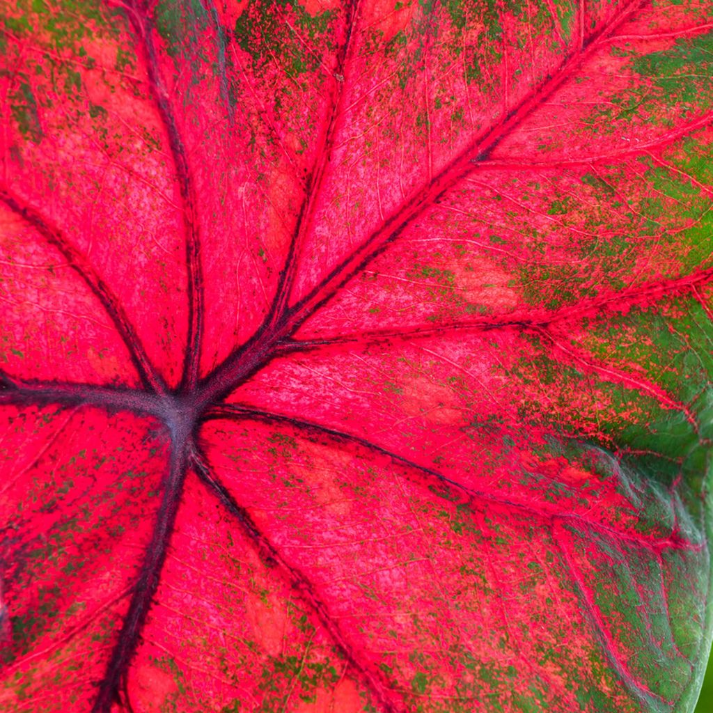Caladium Knolle Buntblätter Kaladien Buntwurze Kaladium Produktbild 