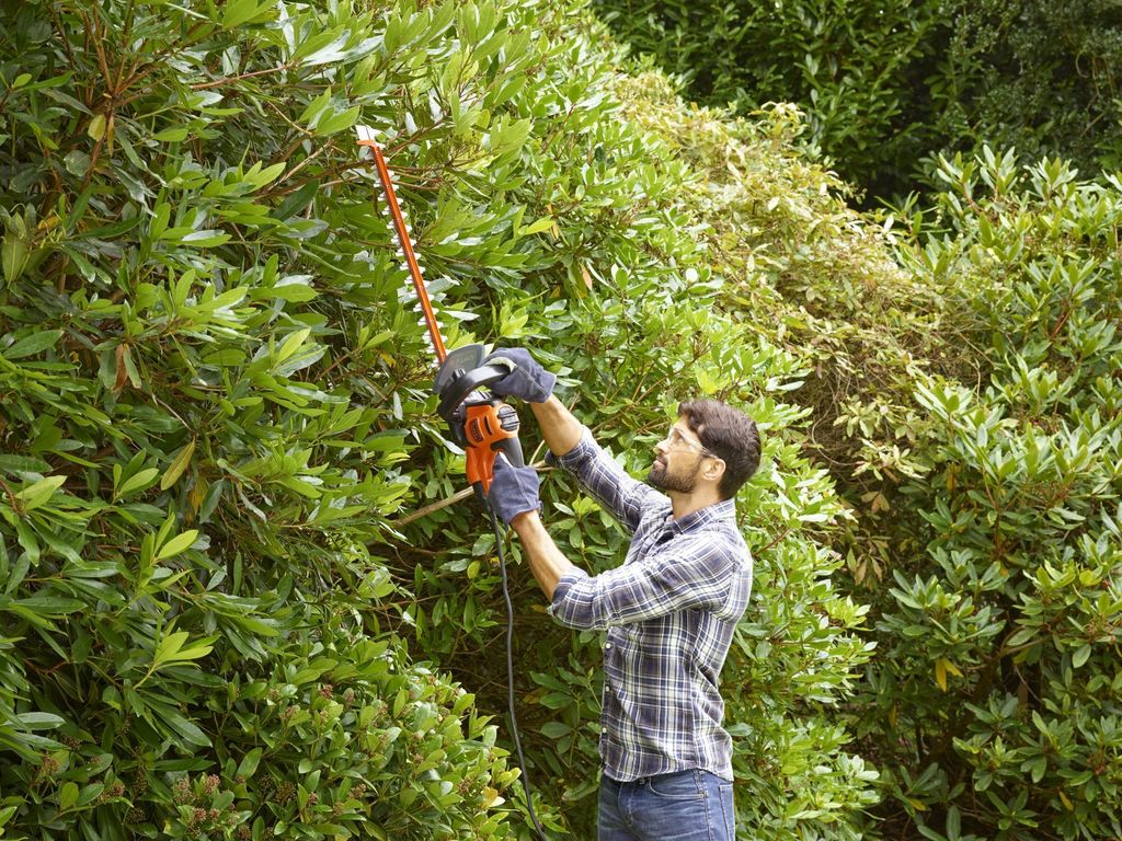 A man is trimming a hedge with an electric hedge trimmer.