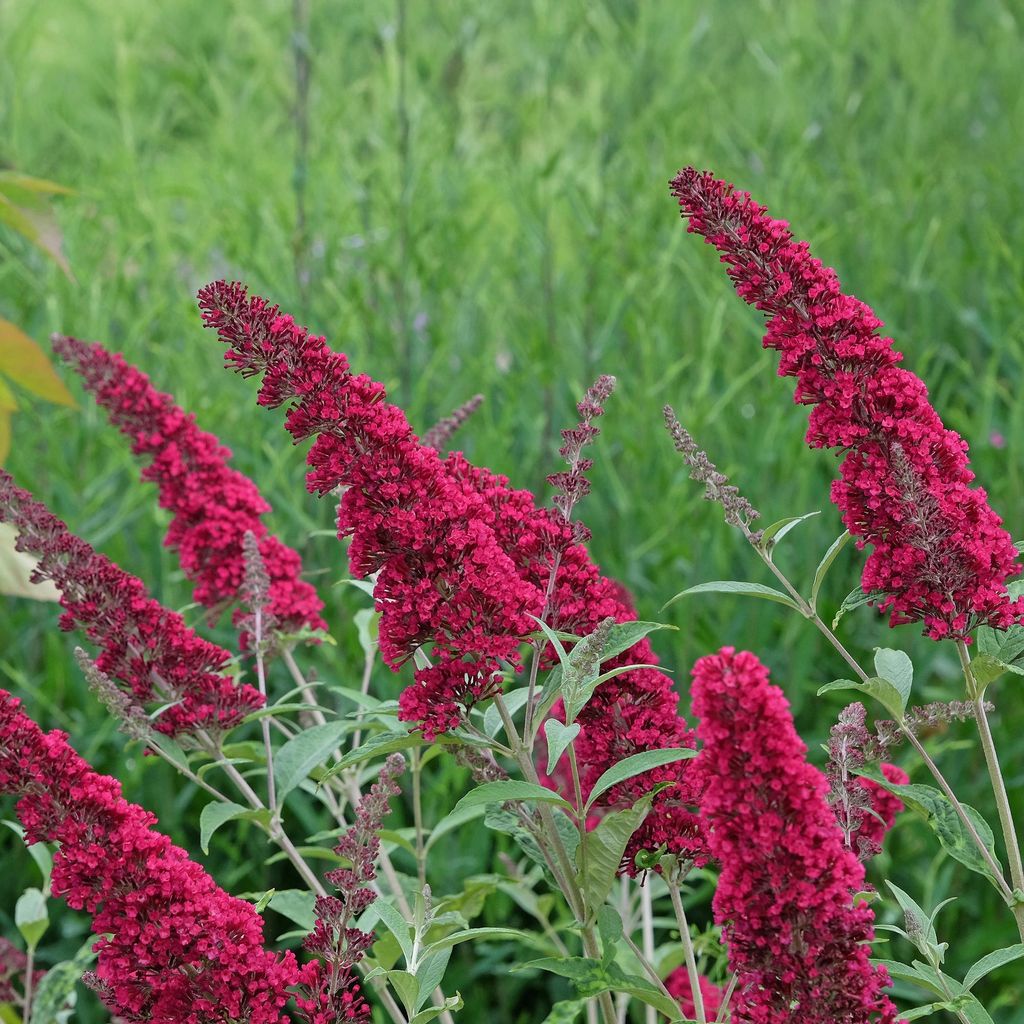 Schmetterlingsstrauch Buddleja davidii Royal Red – Rote Blüten – Laubabwerfend – Schmetterlingsfreundlich – 17 cm Höhe 25 cm