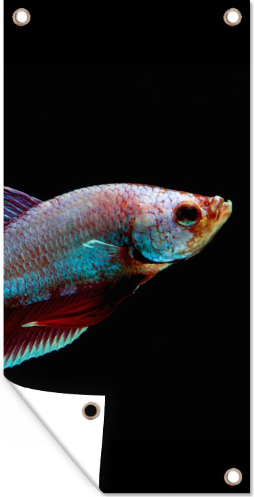 MuchoWow 30x60 cm Outdoor-Poster Gartendeko Sichtschutz Garten Poster für den Garten Fische - Tiere - Licht