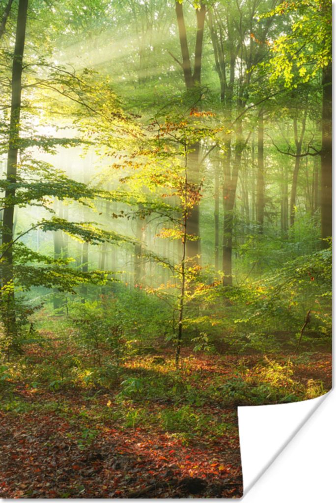 MuchoWow Poster Sonne - Wald - Bäume - Natur - Herbst 120x180 cm - Kunstposter