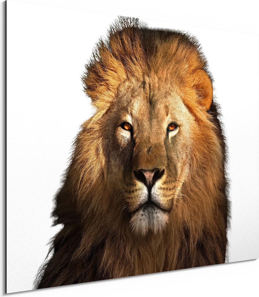 DEQORI Alu-Dibond Bild Weiß 80x60 cm 'Majestätischer Löwe' Wandbild Metall dünn Design