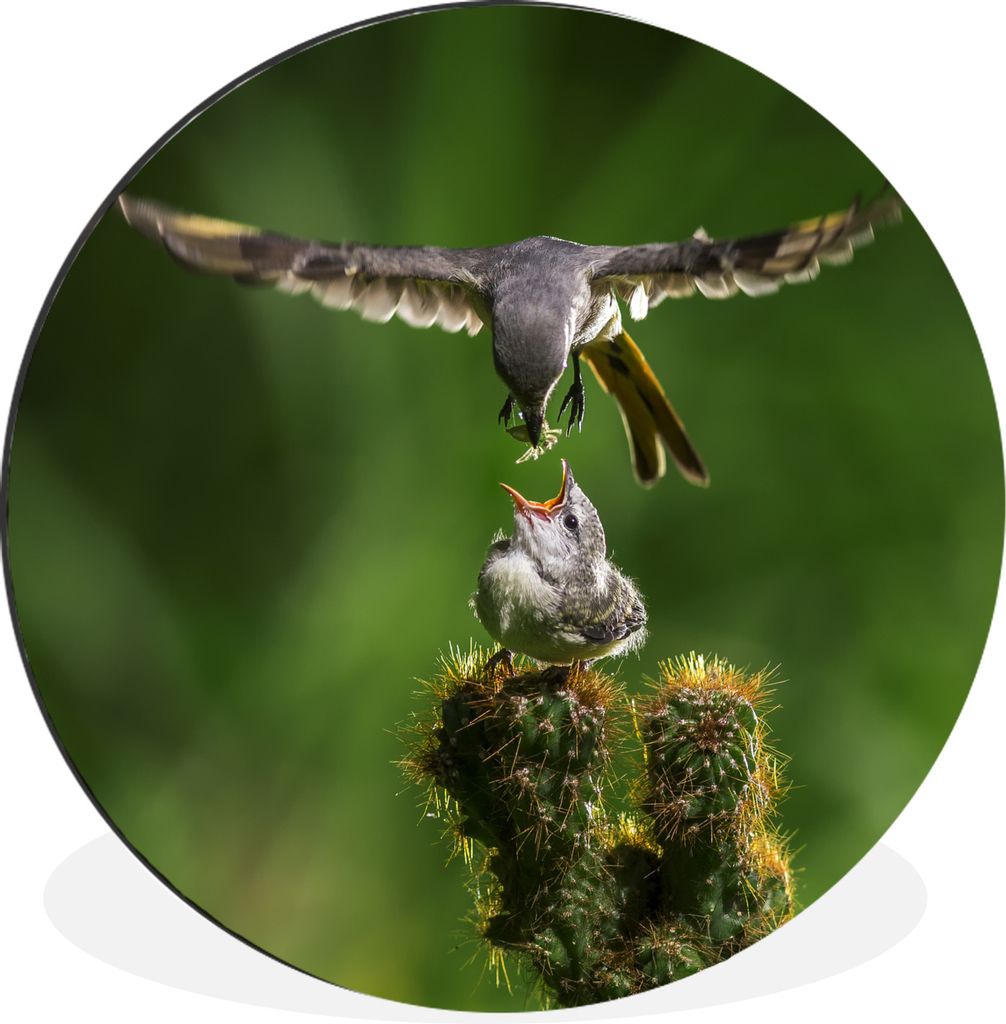 MuchoWow Aluminium Wandkreis Vogel füttert seine Jungen Ø 90 cm Wanddeko Modern Wohnzimmer - Mauerkreis - Wandbilder - Runde Bild - Bild aus Al...