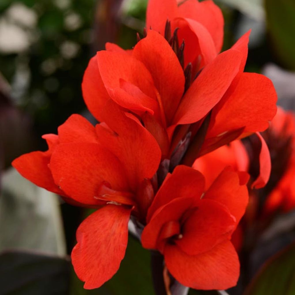 Canna Kanna Paciorecznik Shining Scarlet 1 pièce plants de Image du produit 