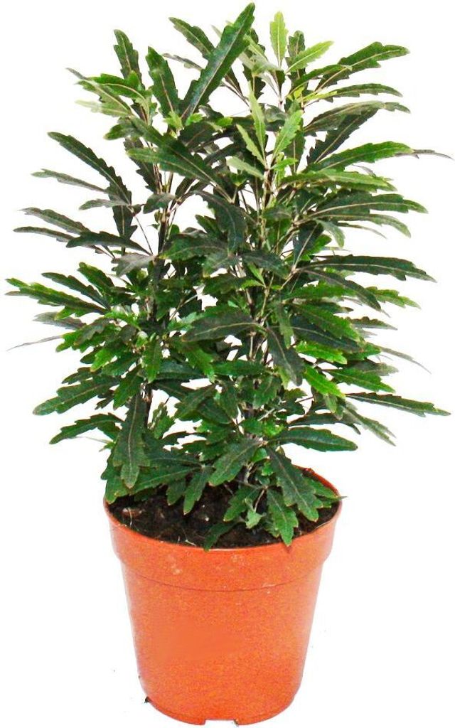 Exotenherz - doigt aralia - vert - Dizygotheca Image du produit 
