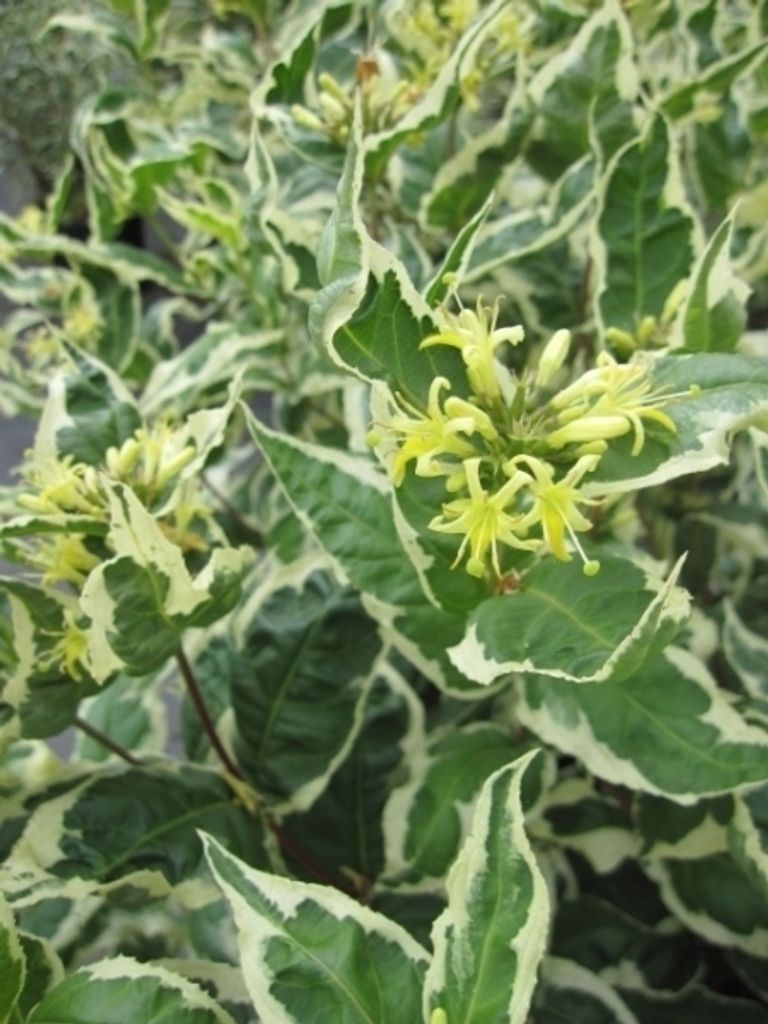 Diervilla sessilifolia Cool Splash - Amerikanische Weigelie 40-60cm