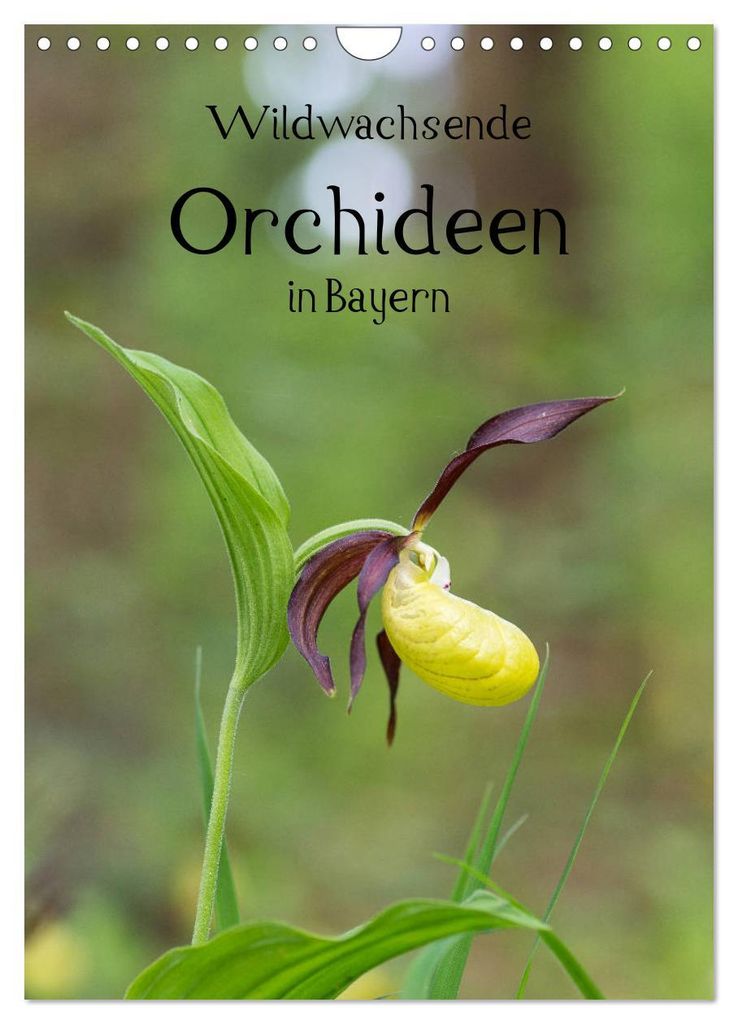 Wildwachsende Orchideen in Bayern (Wandkalender 2027 DIN A4 hoch), CALVENDO Monatskalender