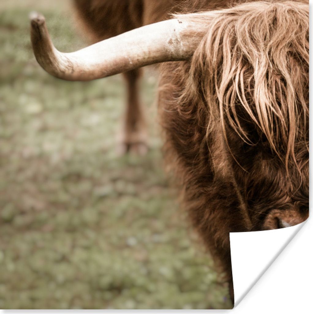 MuchoWow Poster Schottischer Highlander - Nahaufnahme - Hoorn 30x30 cm - Wandposter - Printing