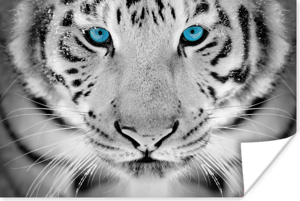 MuchoWow Poster Tiger - Kopf - Nase 90x60 cm - Schlafzimmer