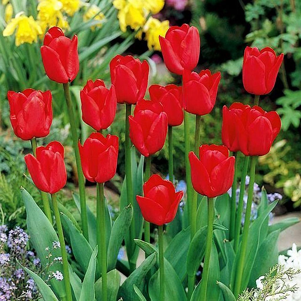 Tulipes Bulbes de fleurs Fleurs Tulipe rouge 50 pcs. Image du produit 