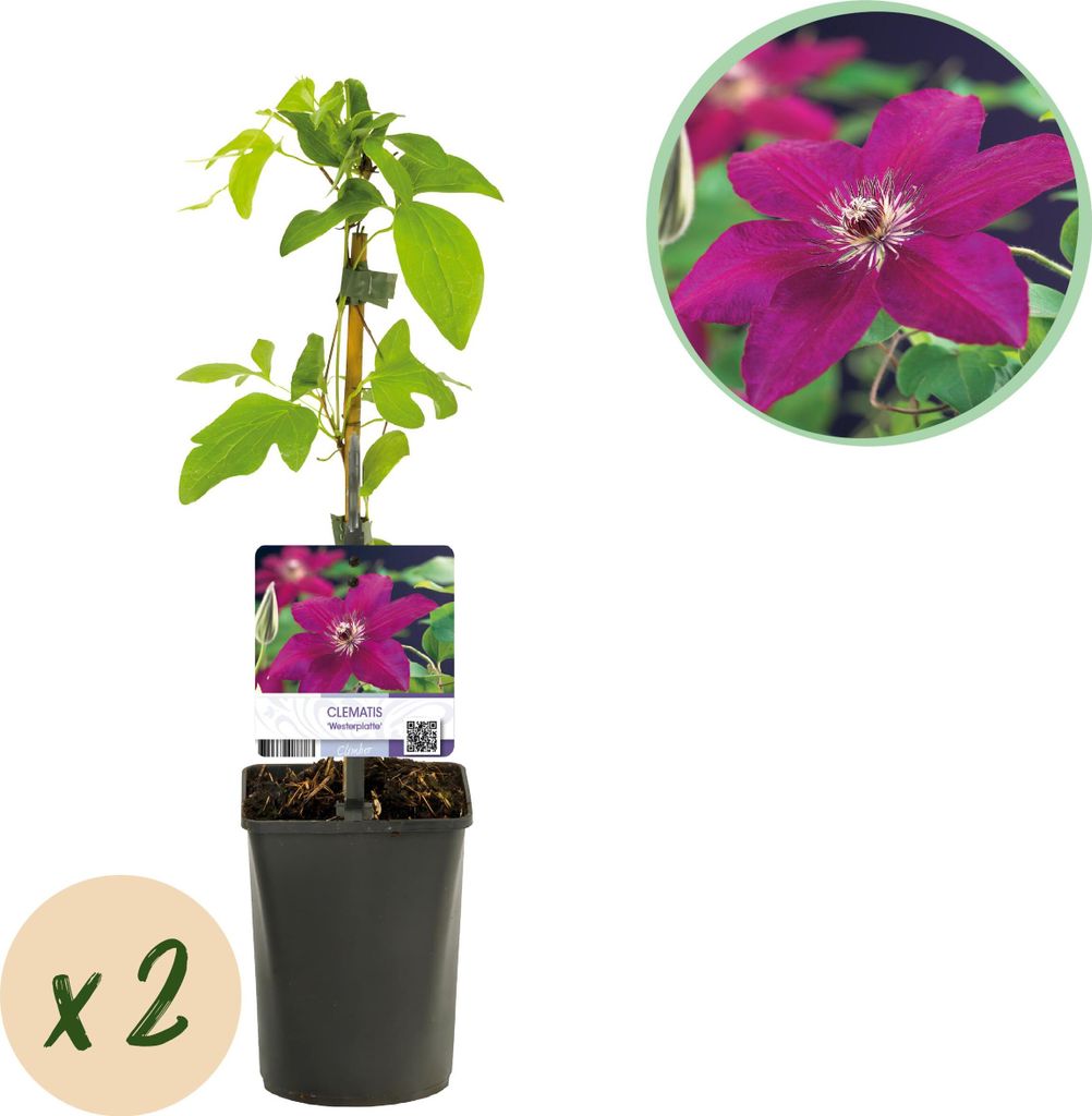 Kletterpflanze - Clematis Westerplatte - Blüte Rot - Pflegeleicht - 2 Pflanzen - 30-40cm - Ø10cm - Gartenpflanze