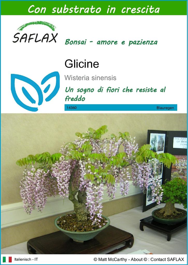 SAFLAX  - Glicine - 4 semi - Con substrato - Wisteria Immagine del prodotto 