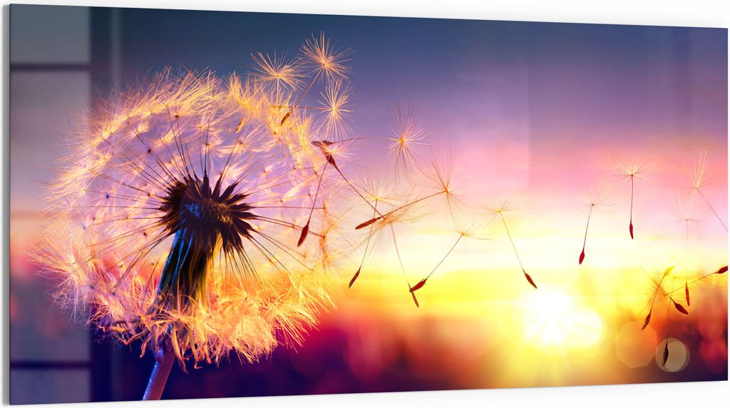 DEQORI Glasbild Echtglas 100x50 cm 'Pusteblume im Abendlicht' Wandbild Bild modern Deko