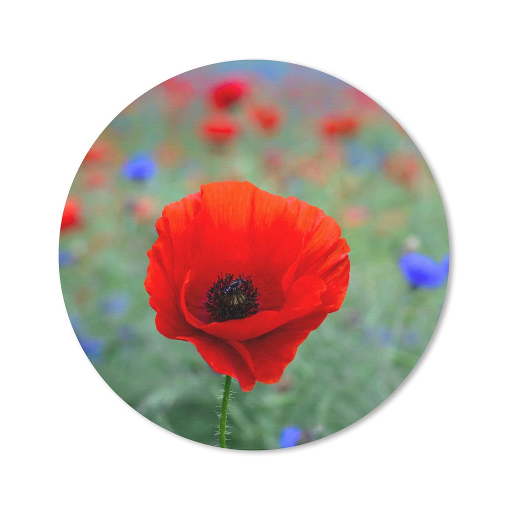 MuchoWow Mauspad Mousepad Lila und rote Mohnblumen auf einer Wiese 20x20 cm - Mousepads - Maus Mat - Pad - Mausunterlage - Schreibtischmatte