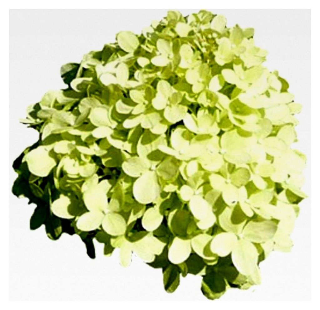 Rispenhortensie - LIMELIGHT - Pflanze mit grünen Blüten