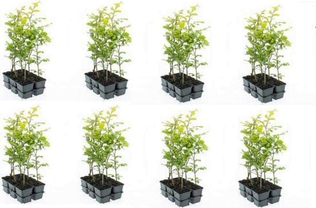 Rotbuche 40-60 cm 48 Stück  Fagus sylvatica - Laubbaum - Produktbild 