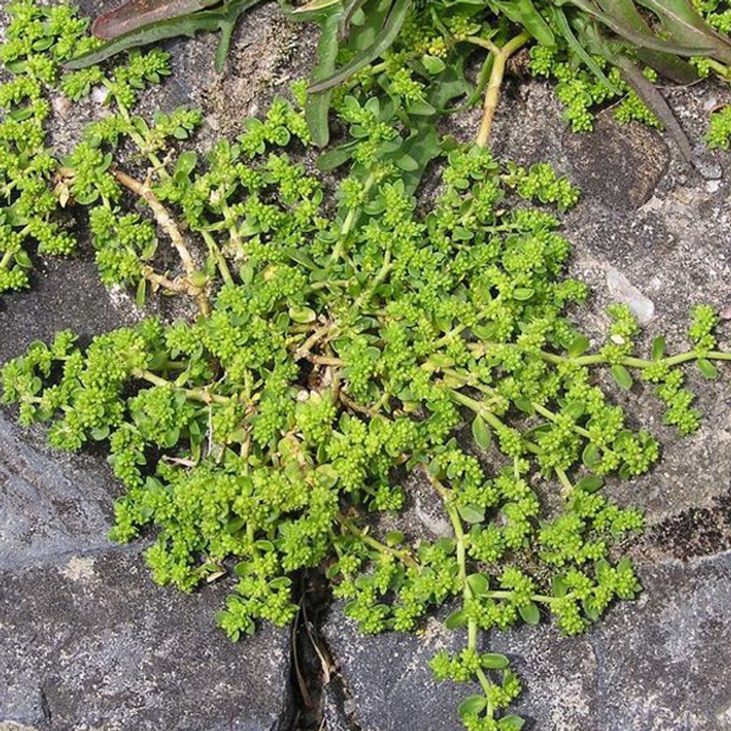 6 x Kahles Bruchkraut - Herniaria glabra | Topf 9cm x 9cm