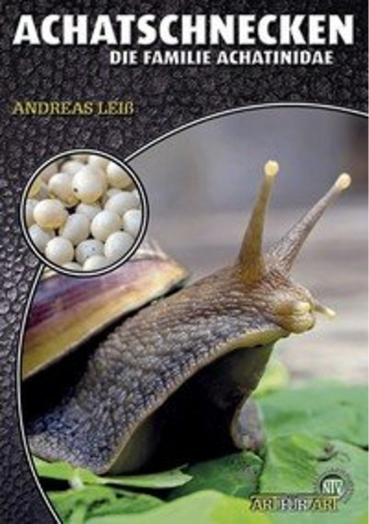 Achatschnecken