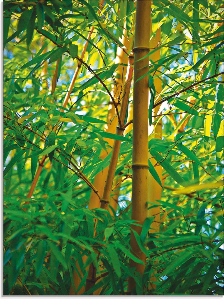 ARTland Glasbild Bambus Nahaufnahmen Größe: 45x60 cm