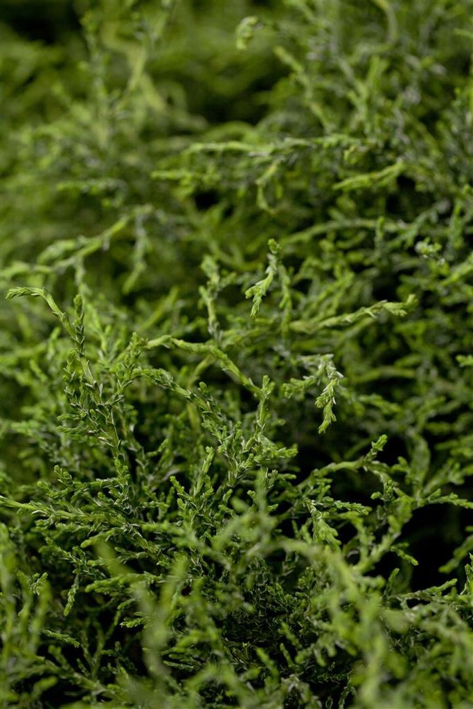 Chamaecyparis lawsoniana 'Lycopodioides', Scheinzypresse, 30–40 cm