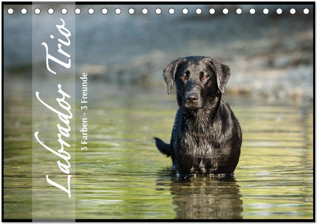 Labrador Trio - 3 Farben, 3 Freunde (Tischkalender 2026 DIN A5 quer), CALVENDO Monatskalender