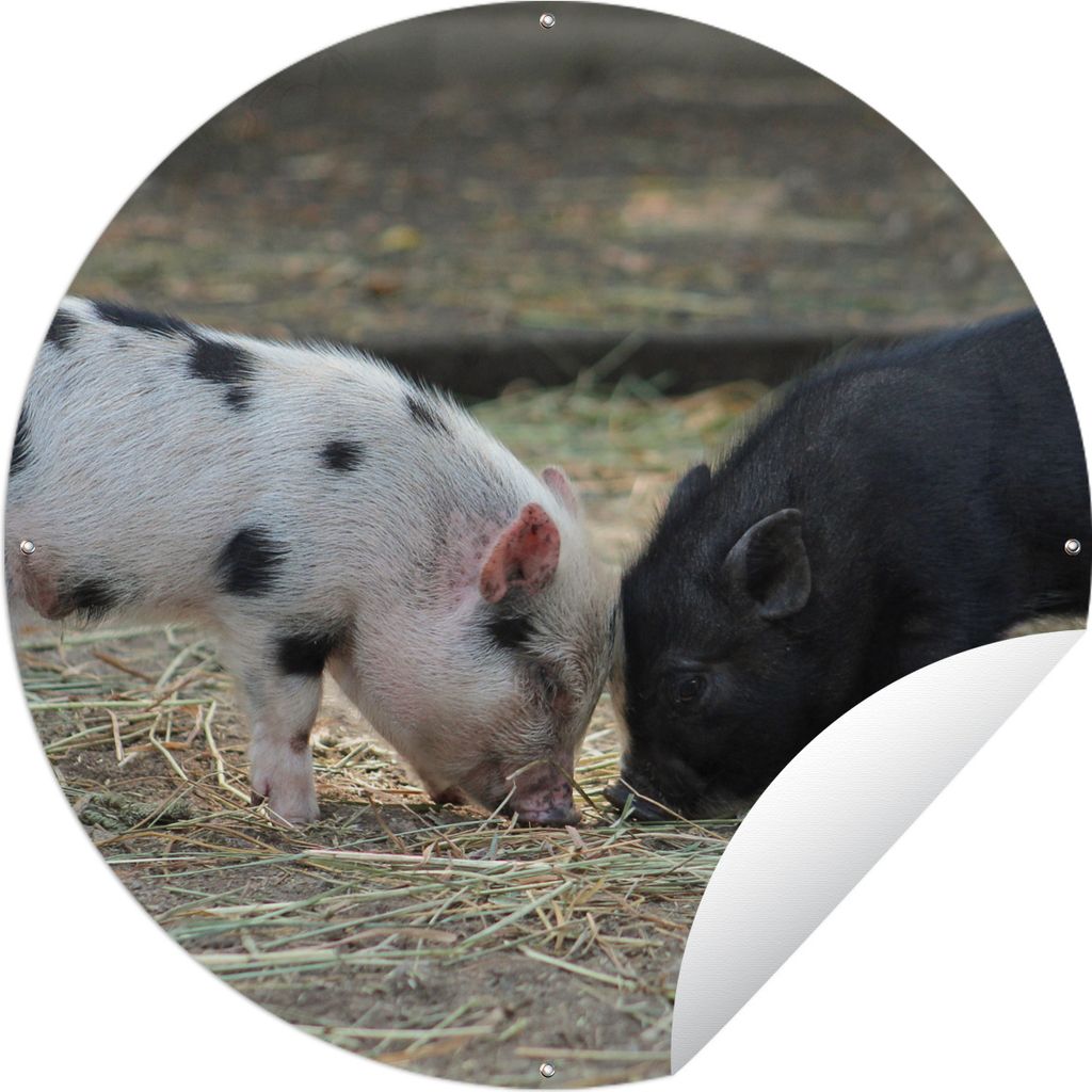 MuchoWow Gartenposter Outdoor-Poster Rund Schweine - Ferkel - Stroh Ø 150 cm Gartendeko Rundes Poster draußen