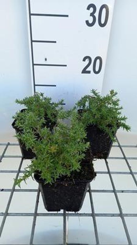 6 x Phlox (d) 'Lilac Cloud' - Flammenblume - Topf 9 x 9 cm