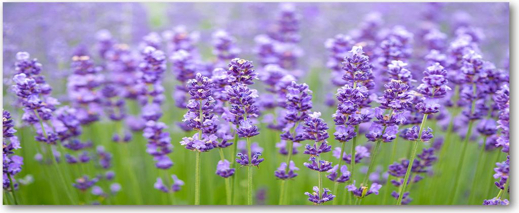 Tulup Leinwandbild - 125x50 cm - Wandkunst - Drucke auf Leinwand - Leinwanddruck - Blumen & Pflanzen - Lila - Lavendel