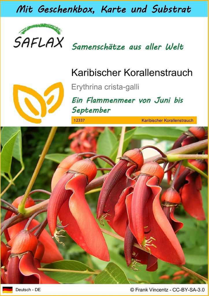 SAFLAX - Geschenk Set - Karibischer Korallenstrauch - 6 Samen - Mit Geschenk- / Versandbox, Versandaufkleber, Geschenkkarte und Anzuchtsubstrat - E...