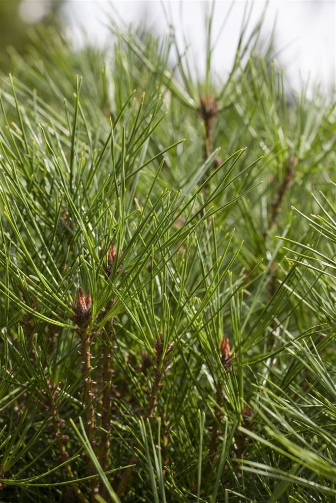 Pinus densiflora 'Jane Kluis', Japanische Rotkiefer, 25–30 cm