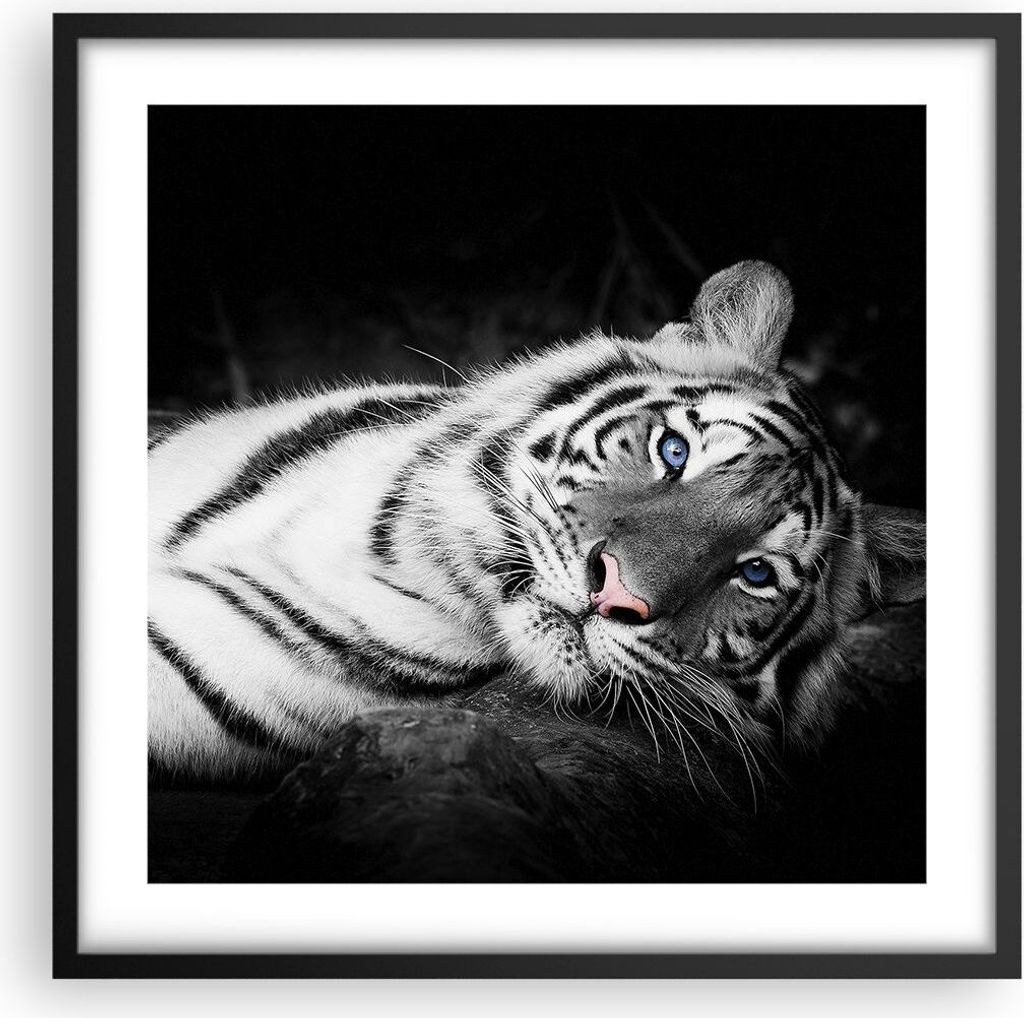 Gerahmtes Poster - Schwarzer Rahmen - Weiß Tiger Schwarz und Weiß - 50x50 cm - Wand Bild - Wanddeko - Wandbilder - Wandposter - Bilderrahmen - Bi...