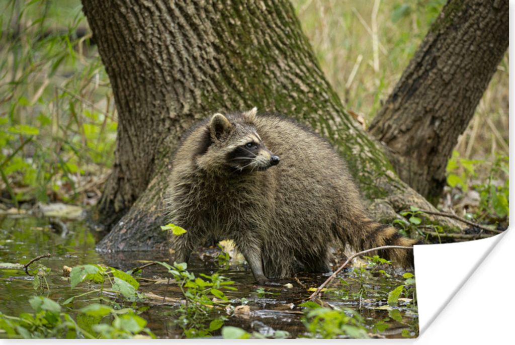 MuchoWow Poster Waschbär - Wasser - Wald 30x20 cm - Plakate - Print