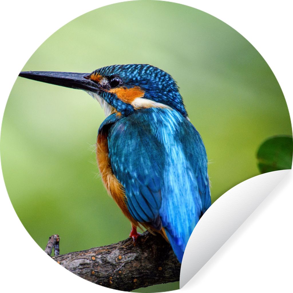 MuchoWow Runde Wandtattoo - Wandsticker Tapete Aufkleber Eisvogel - Zweig - Blau Ø 80 cm Selbstklebend und Repositionierbar - Wandaufkleber - Kr...