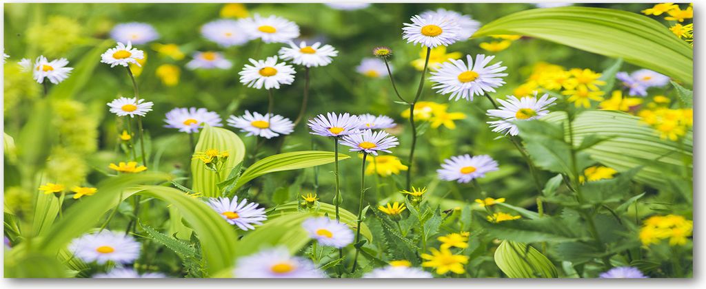 Tulup Küchenrückwand Spritzschutz aus Glas -125x50 -Spritzschutz auf gehärtetes Glas Deko Blumen & Pflanzen Gänseblümchen