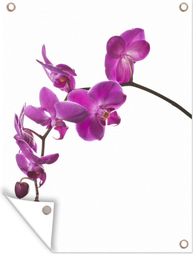 MuchoWow 90x120 cm Outdoor-Poster Gartendeko Sichtschutz Garten Poster für den Garten Orchidee vor weißem Hintergrund