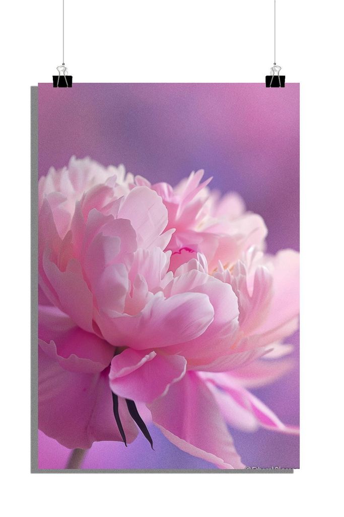 Pfingstrosen Poster - Blumen Poster - Pflanzen Poster - Natur Poster - 61x91cm - Perfekt zum Einrahmen