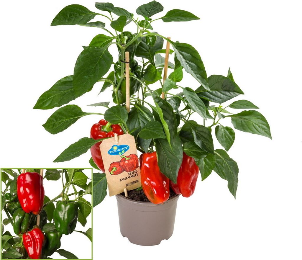 Papryka slodka z czerwonymi owocami - na balkon i do ogrodu Zdjęcie produktu 