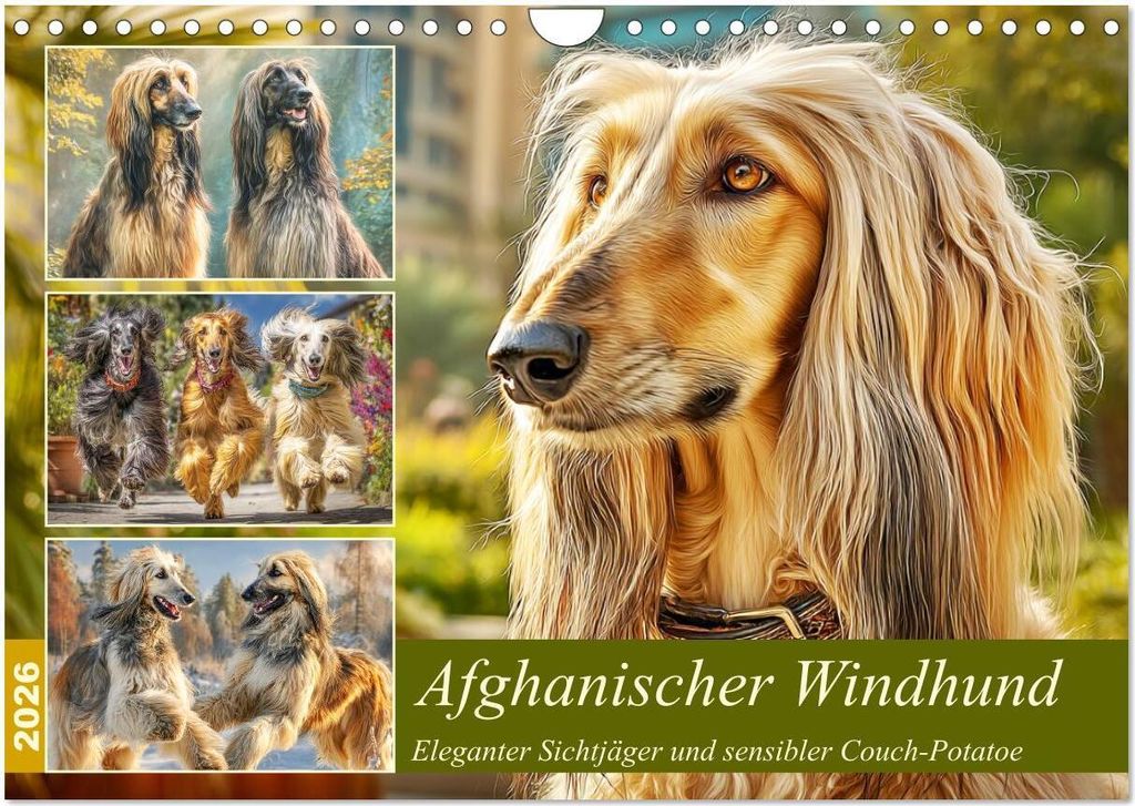 Afghanischer Windhund. Eleganter Sichtjäger und sensibler Couch-Potatoe (Wandkalender 2026 DIN A4 quer), CALVENDO Monatskalender