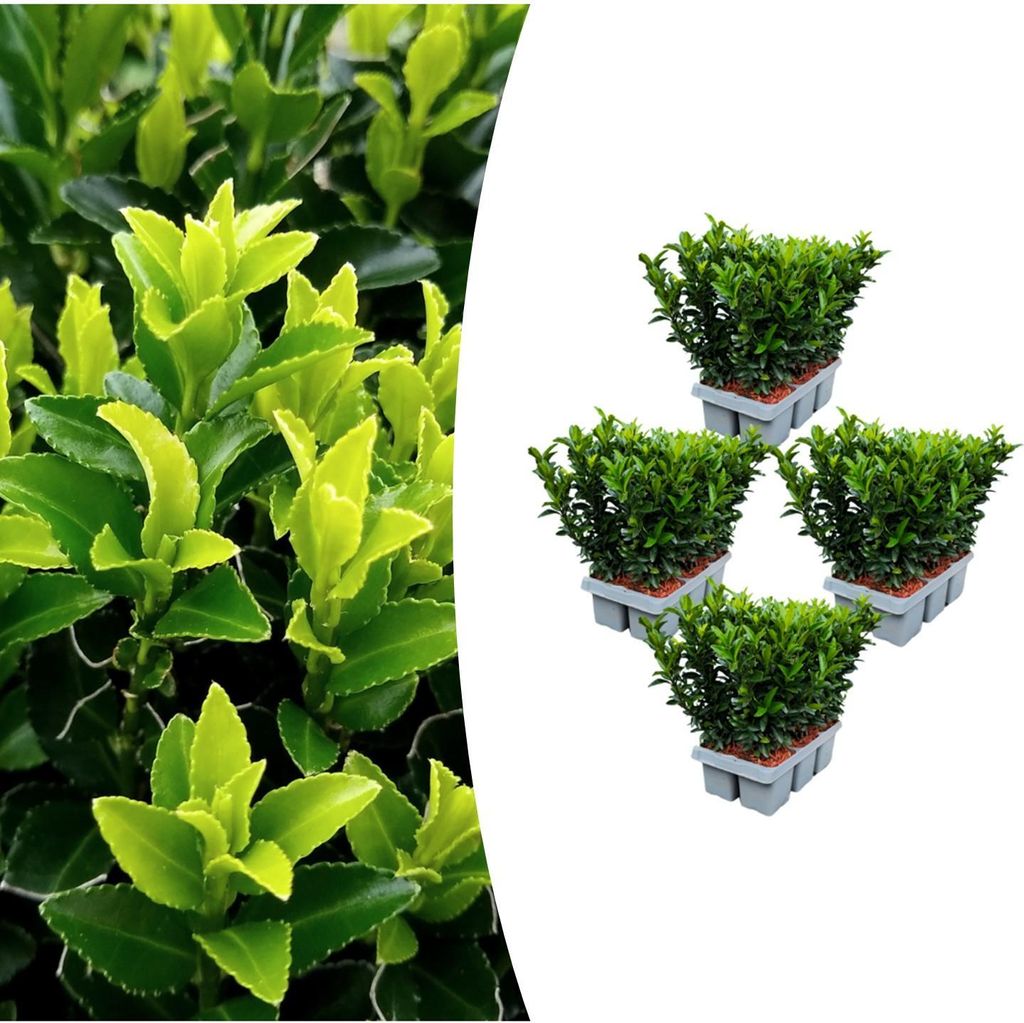 Euonymus 'Green Spire' | 24 pièces - 15cm - Ø7cm Image du produit 