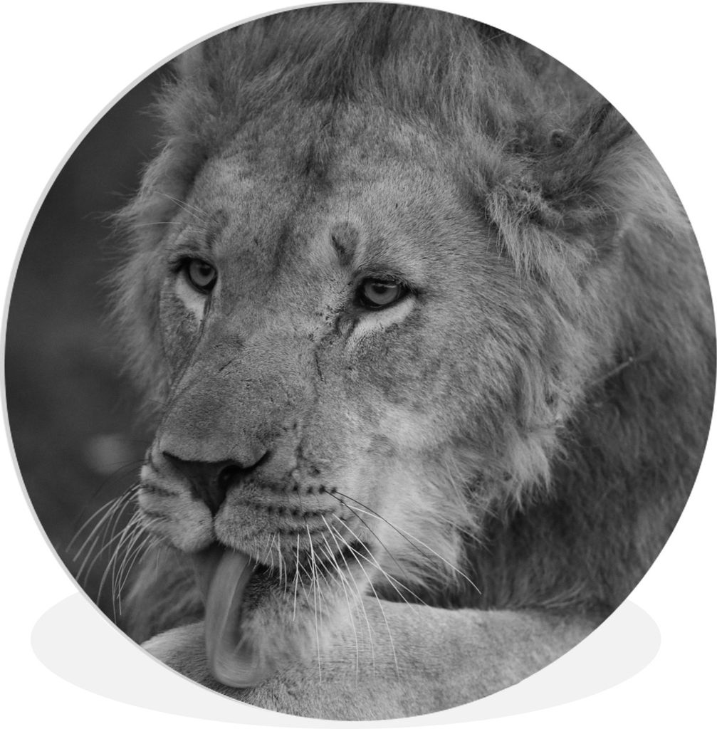 MuchoWow Rundes Wandbild - Runde Bilder Löwe - Wild - Schwarz Ø 60 cm Kreis Wanddekoration Kunststoff - Wandkreis - Wandschmuck - Wand Kreis - ...